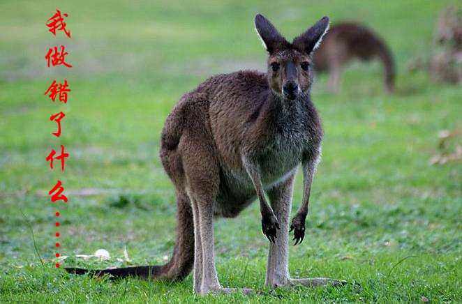 袋鼠肉好吃吗,好吃的袋鼠肉