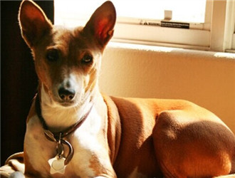 养一只狗需要准备什么东西,养一只狗前期需要多少钱