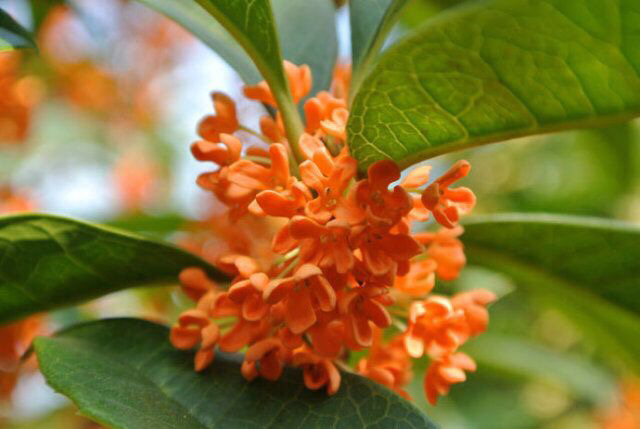 桂花飘香ll绿玉枝头万点黄，缕缕清香满庭芬