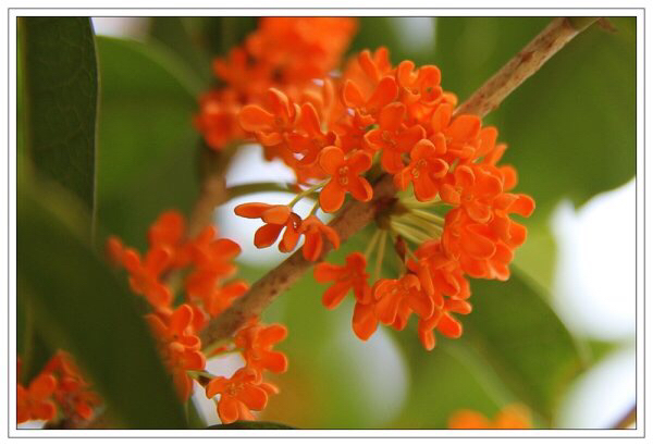 桂花飘香ll绿玉枝头万点黄，缕缕清香满庭芬