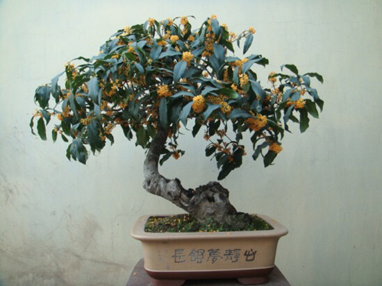 桂花飘香ll绿玉枝头万点黄，缕缕清香满庭芬