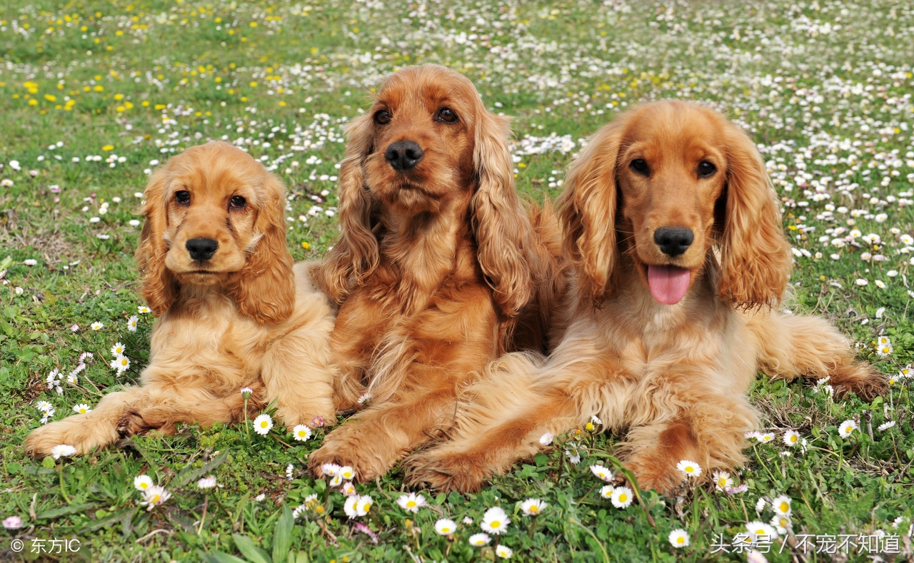 宠物日常护理，你做对了吗？