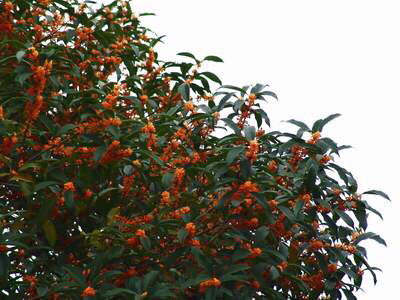 桂花飘香ll绿玉枝头万点黄，缕缕清香满庭芬