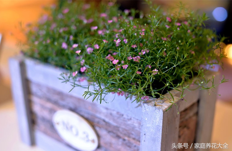 6种耐阴开花两不误的花,什么花适合阳台种植一年四季开花