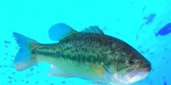 全世界最有营养100种食物排行榜,最有营养食物100种