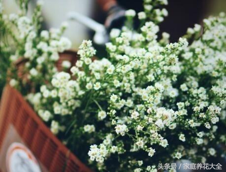 6种耐阴开花两不误的花,什么花适合阳台种植一年四季开花