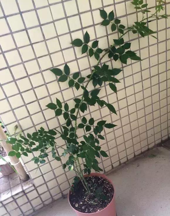 绿萝过冬后叶子全掉了,绿萝过完冬叶子黄了还能活吗