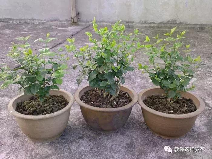 绿萝过冬后叶子全掉了,绿萝过完冬叶子黄了还能活吗