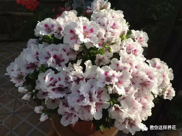 绿萝过冬后叶子全掉了,绿萝过完冬叶子黄了还能活吗