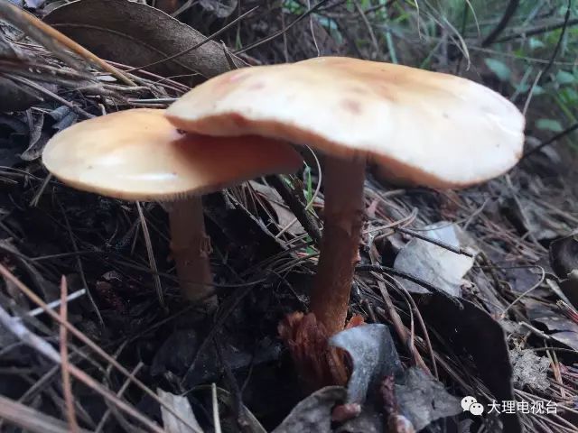 「周末去哪玩」上山捡菌乐无穷美味山珍饱口福