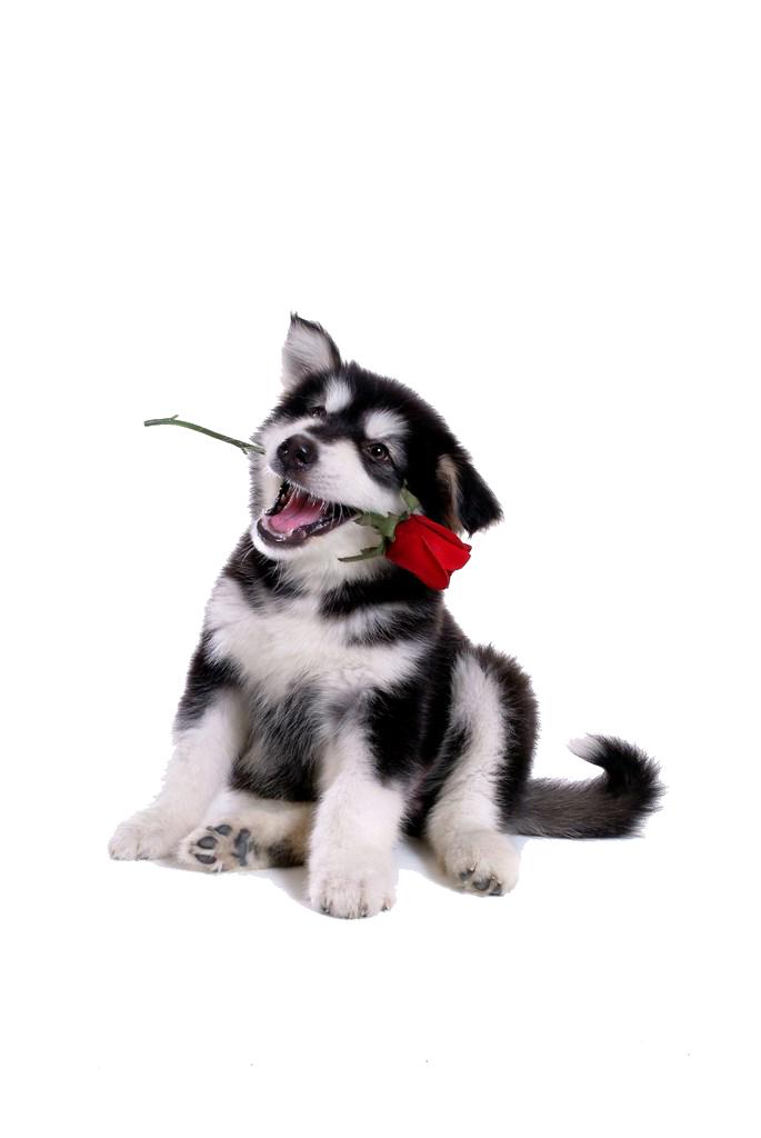 贵宾犬十大品牌狗粮排行,狗粮十大品牌排名蓝氏狗粮