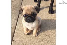 巴哥天气热怎么办,巴哥犬气温多高会中暑