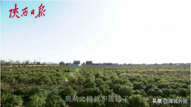 王春颜：“能给村上找个致富产业，也不枉在世上走一回