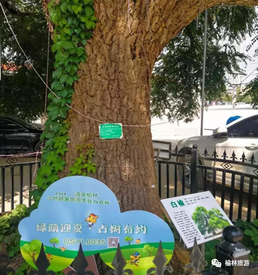 走遍榆林寻古树、品农味、游乡村，感受最清爽的一抹绿之子洲篇