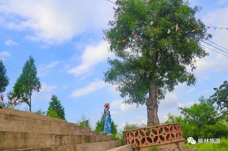 走遍榆林寻古树、品农味、游乡村，感受最清爽的一抹绿之子洲篇