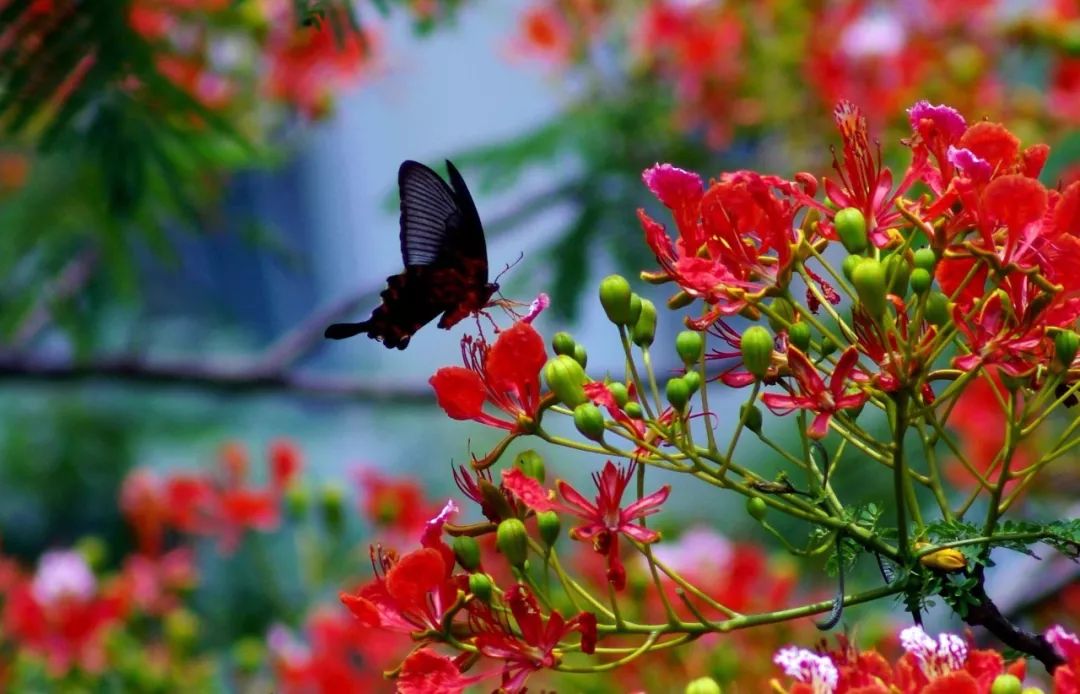 每朵花原唱完整版,每朵花完整版