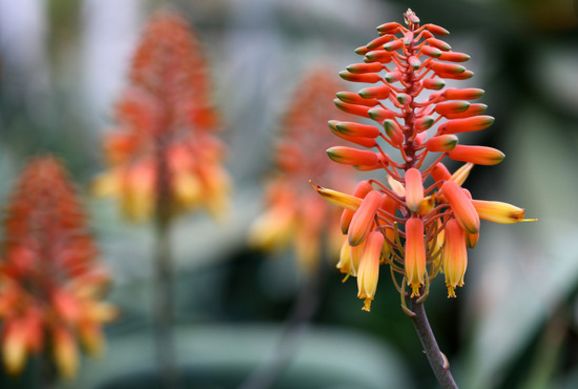 「词风雅韵」李瑾｜点绛唇十九韵十九花