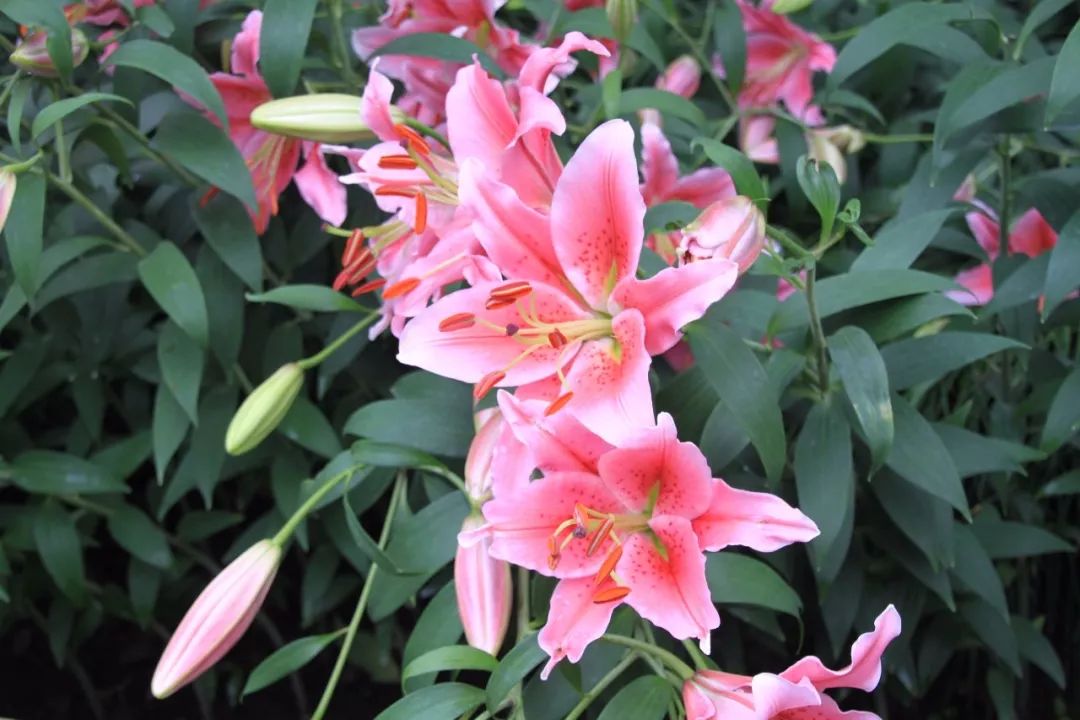 「词风雅韵」李瑾｜点绛唇十九韵十九花