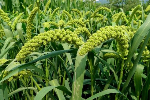 你还记得童年的狗尾草吗,狗尾草小时候