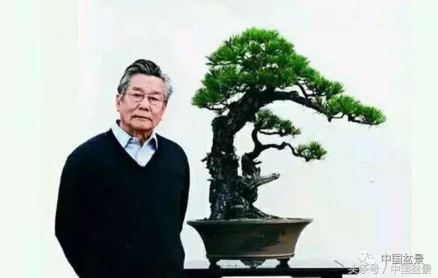 值得收藏的盆景养护常用技法