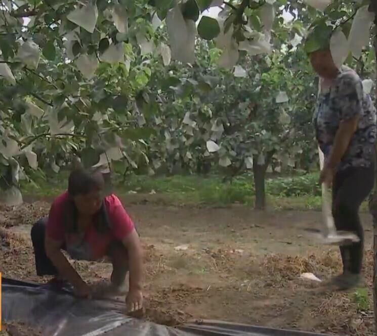 果树覆盖膜,果树黑膜覆盖视频