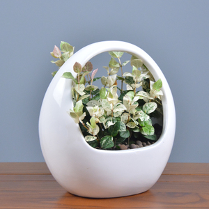 彩叶络石，养着养着就变绿了，两分钟教你怎么破