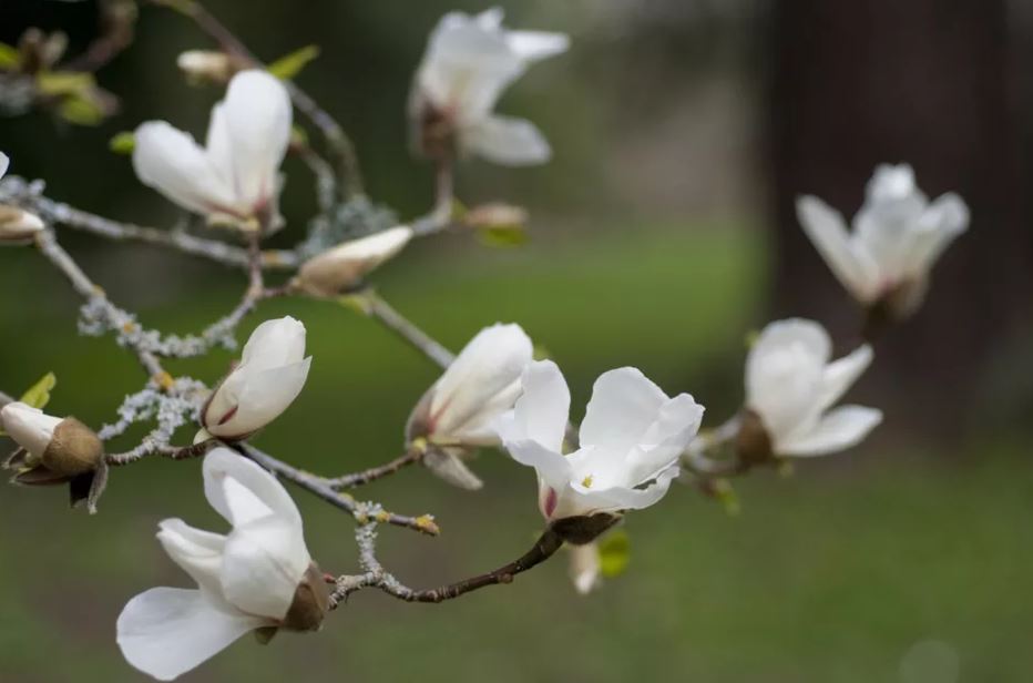 11种最漂亮的玉兰品种推荐，别再说你只认识白玉兰和红玉兰了