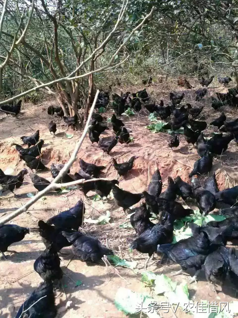 农村小伙子养鸡年收入240万你信吗,90后女大学生养鸡年销售3000万