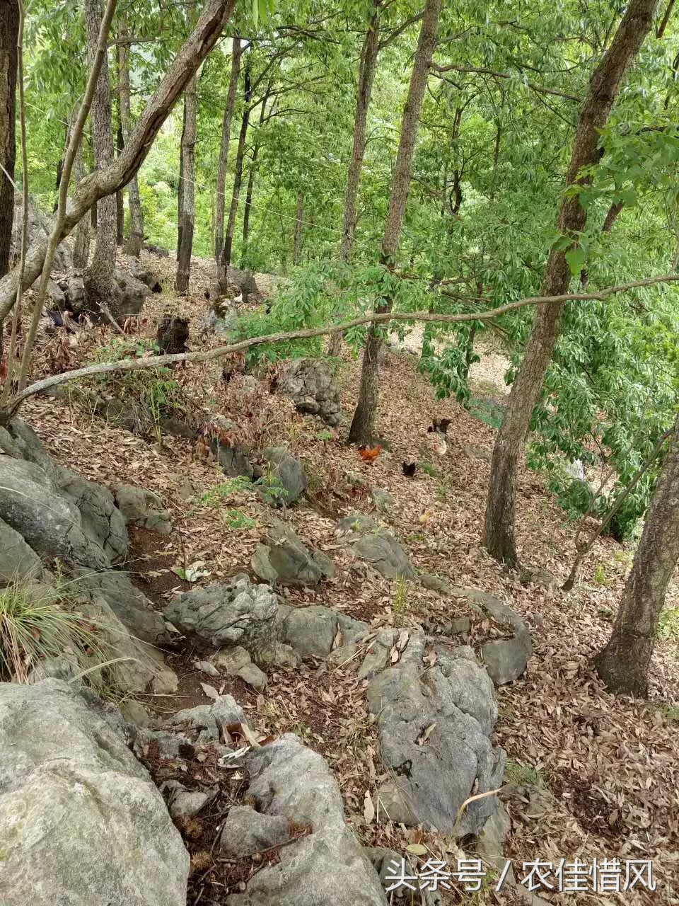 农村小伙子养鸡年收入240万你信吗,90后女大学生养鸡年销售3000万