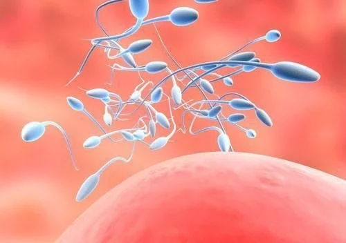 “精子”进入女人的体内,如果没受精去哪儿了?看完就笑了!