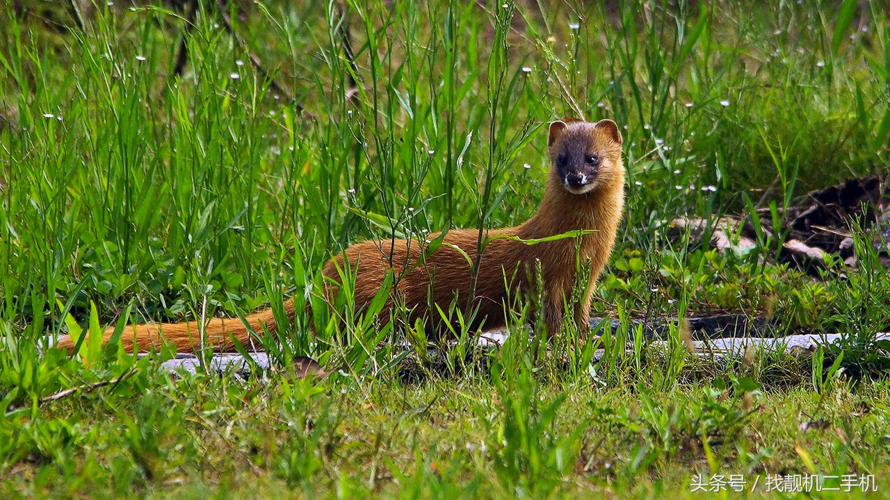 黄鼠狼来家里被打死了有什么征兆,打死黄鼠狼有什么禁忌吗