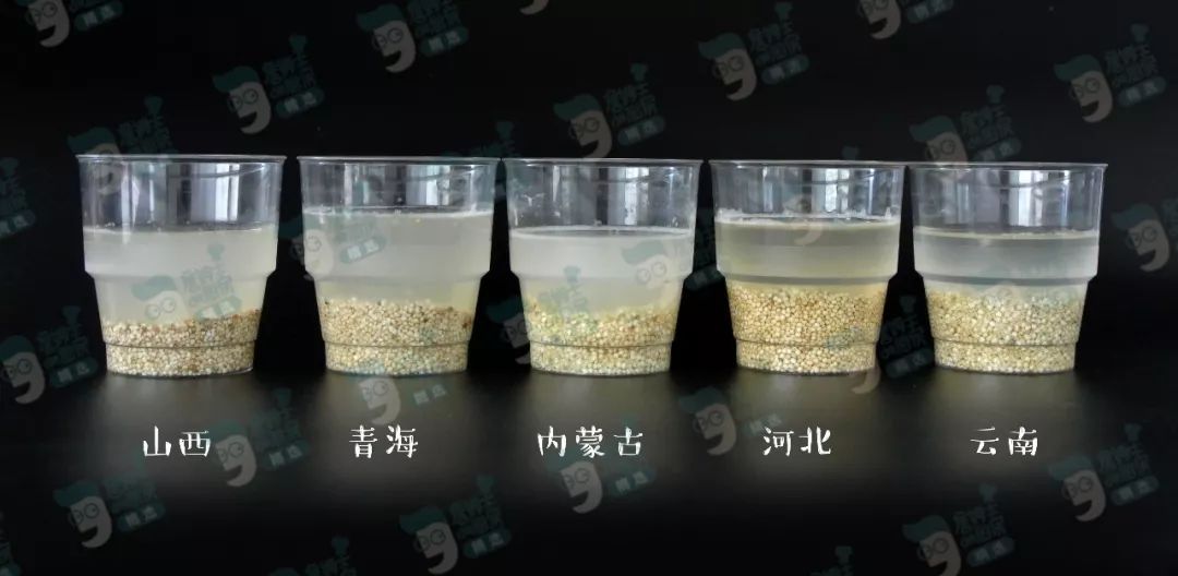 藜麦——碧昂斯靠它瘦了50斤的超级食物！｜双11砍价大优惠