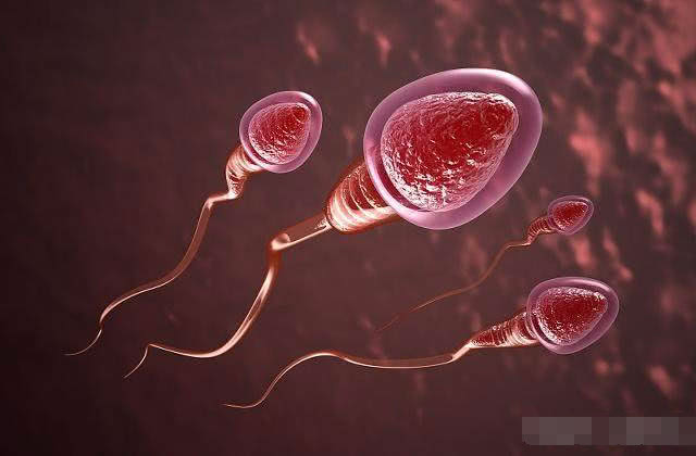 精子没有成活都去哪里了,精子没受孕为什么会死呢