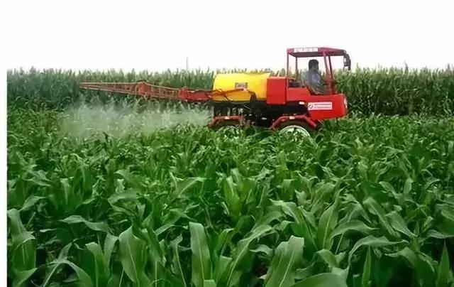 赤霉素芸苔素多效唑用法大汇总,多效唑赤霉素的作用