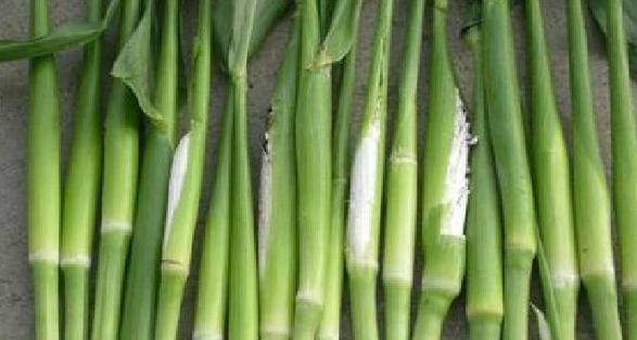 <html>
<head><title>502BadGateway</title></head>
<body>
<center><h1>502BadGateway</h1></center>
<hr><center>nginx</center>
</body>
</html>
<!--apaddingtodisableMSIEandChromefriendlyerrorpage-->
<!--apaddingtodisableMSIEandChromefriendlyerrorpage-->
<!--apaddingtodisableMSIEandChromefriendlyerrorpage-->
<!--apaddingtodisableMSIEandChromefriendlyerrorpage-->
<!--apaddingtodisableMSIEandChromefriendlyerrorpage-->
<!--apaddingtodisableMSIEandChromefriendlyerrorpage-->
