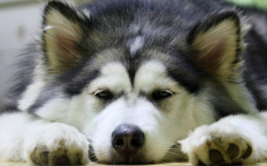 阿拉斯加颜值高、聪明讨喜，却有五大缺点，想养的人要考虑清楚！