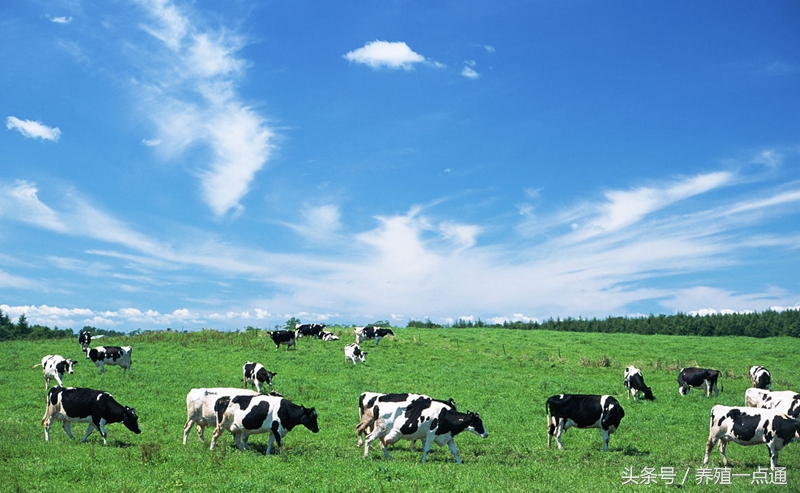 奶牛饲养的管理方法,奶牛养殖注意事项和禁忌