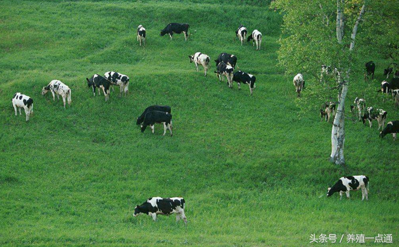 奶牛饲养的管理方法,奶牛养殖注意事项和禁忌