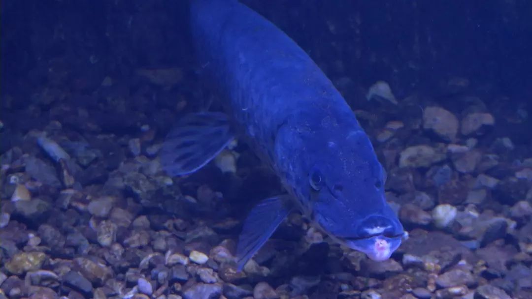 看日出、逗黑熊……从抚远出发穿越“两极”