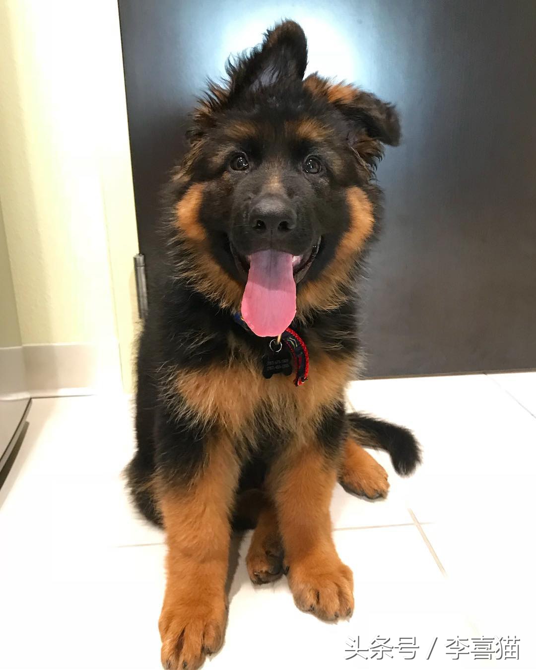 记忆中的狗狗不仅仅是童年的玩伴,记忆中的狗狗有哪些