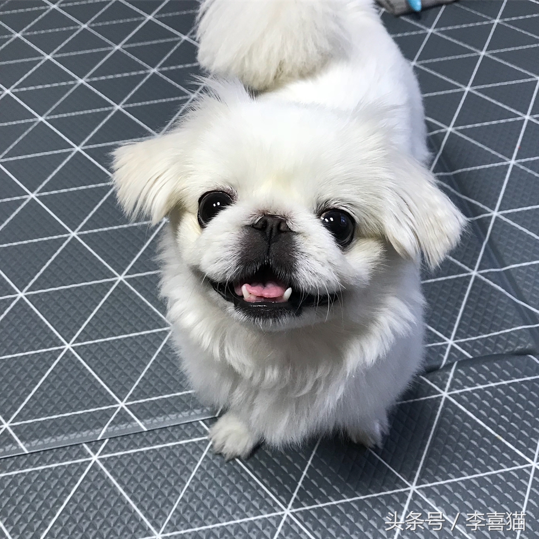 记忆中的狗狗不仅仅是童年的玩伴,记忆中的狗狗有哪些