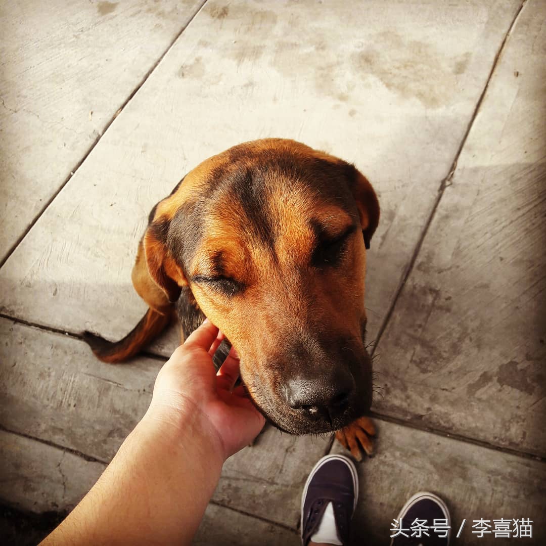 记忆中的狗狗不仅仅是童年的玩伴,记忆中的狗狗有哪些