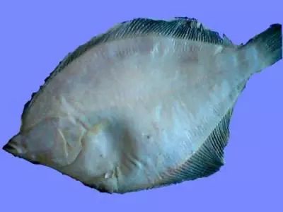 全世界最有营养的100种食物,最有营养食物100种