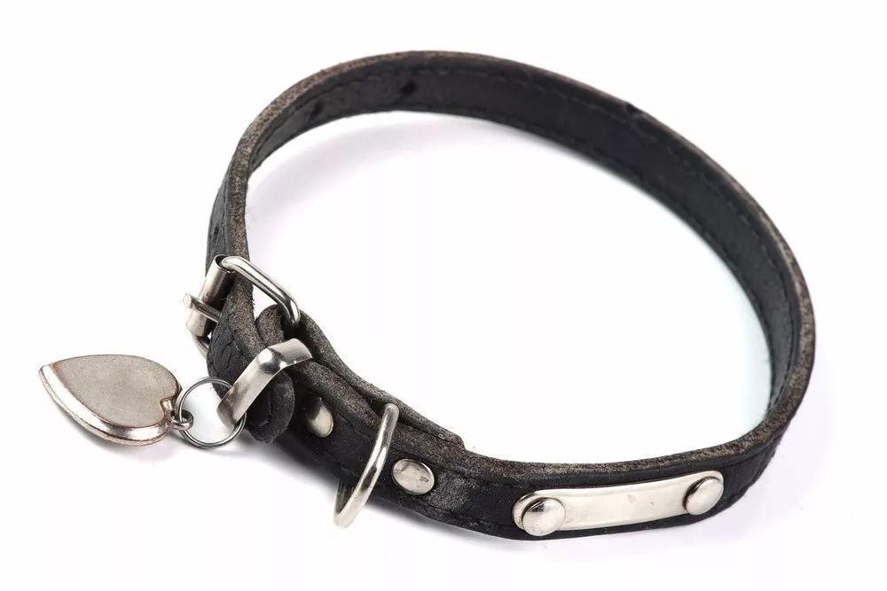 遛猫的人都被难哭了，遛狗的人……怎么也哭了？！