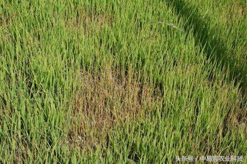 立枯病防治方法视频,立枯病怎么治疗好得快