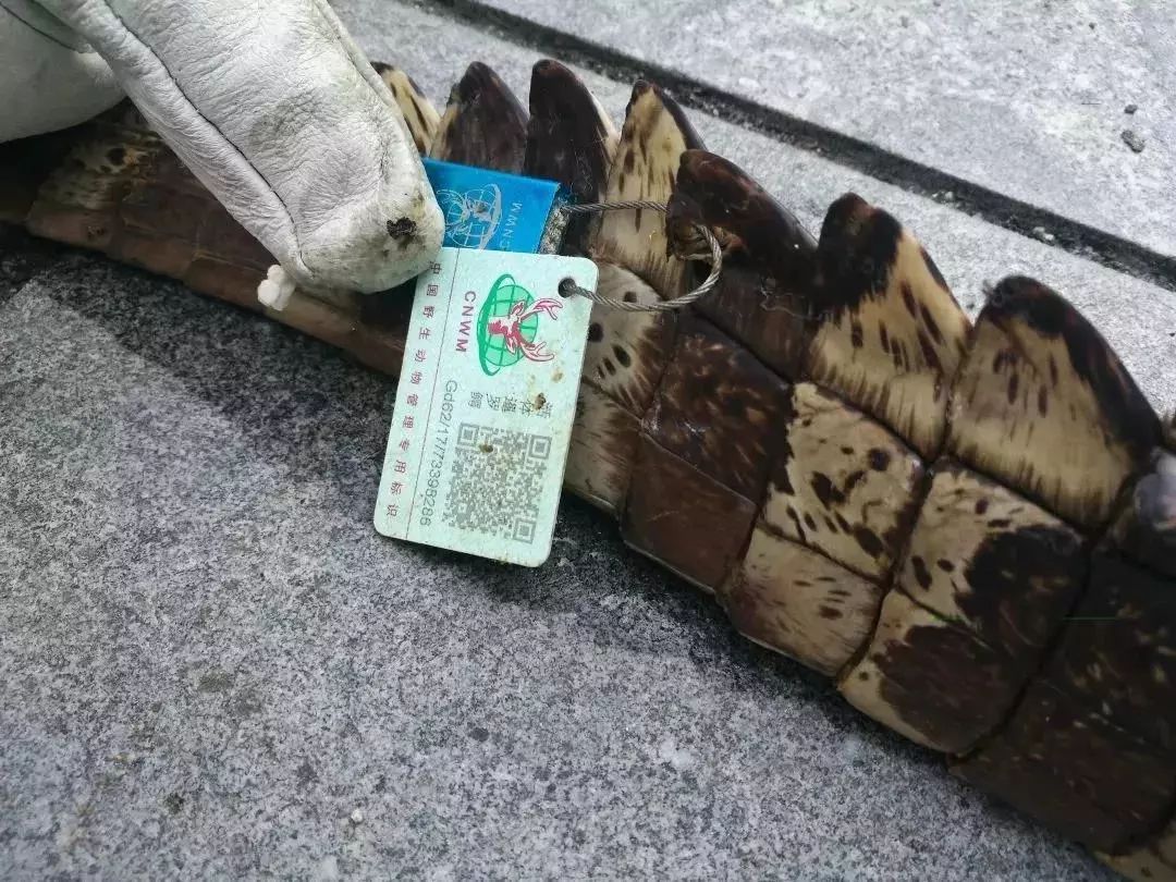 女子网购保健品，拆开包裹发现里面竟是一条鳄鱼和一条大蜥蜴！