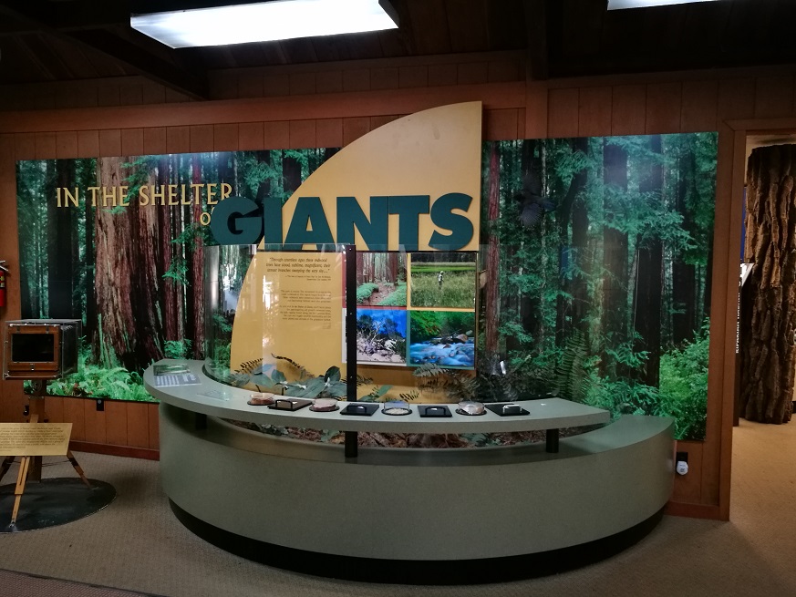 原始森林房车游记,红杉林房车自驾游