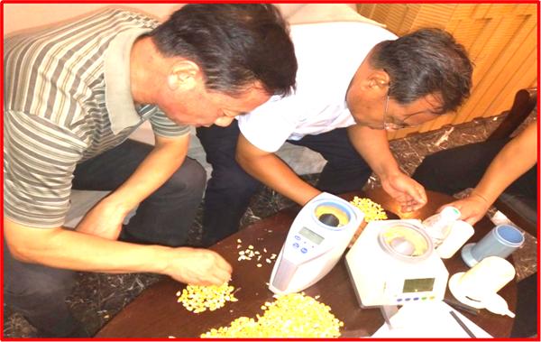 含水量40的玉米,农民家用玉米风干机器