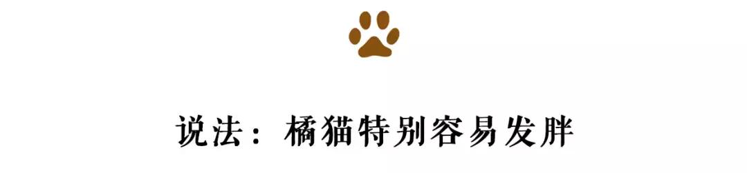 最胖的橘猫是什么品种,橘猫胖到50斤怎么办