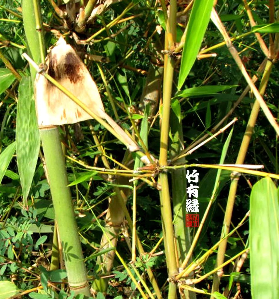 勃氏甜龙竹和云甜1号竹的区别,勃氏甜龙竹的养殖方法